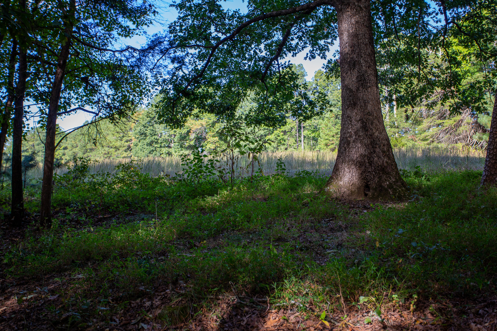 Open Acreage, Woods, and a Stream! Land for Sale in Campbell County