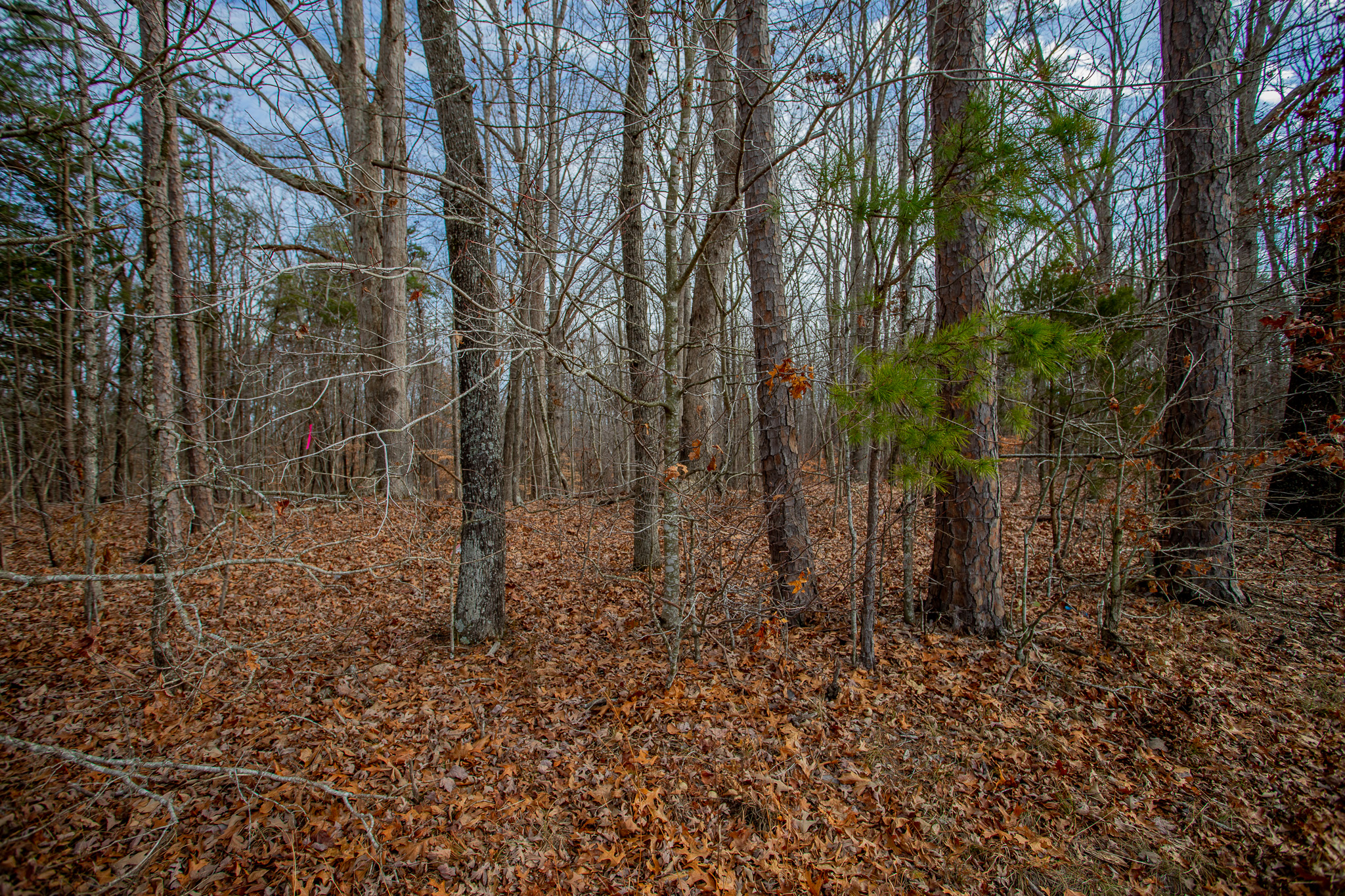 Wooded Acreage in Halifax County on Henderson Road!